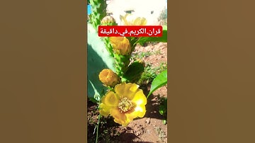 سورة.النملسعود.الشريم #المصحف #quran #راحة_نفسية #اكسبلور #لايك #في احترم.القران.دقيقة #دويتو