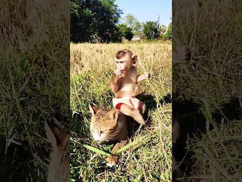 Best Video Of CUTE Sokhaa And Fun ADORABLE Animal WILL MAKE YOU SMILE Shorts