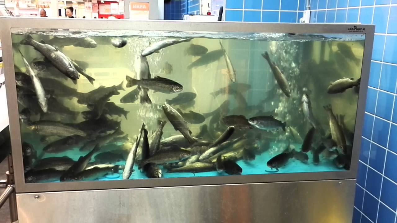 Живая Рыба В Красноярске Где Купить