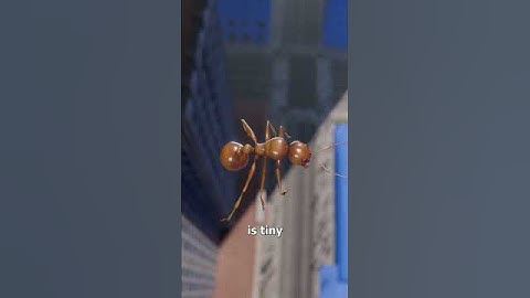 Dropping An Ant Off The Empire State Building 🤔