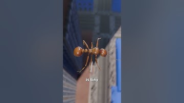 Dropping An Ant Off The Empire State Building 🤔