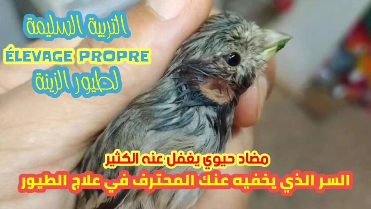 مراحل علاج طير الكناري من مرض في الأذن | infection de l'oreille d'un canari traitement