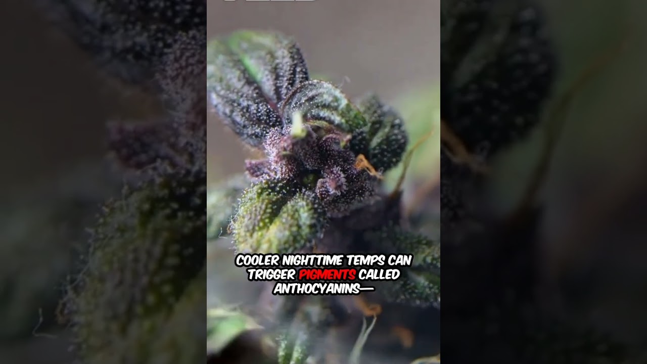 How do I get purple buds? What makes buds purple? How to get purple buds.