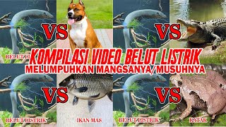 KOMPILASI VIDEO BELUT LISTRIK MELUMPUHKAN MANGSANYA DENGAN SENGATAN 860 VOLT