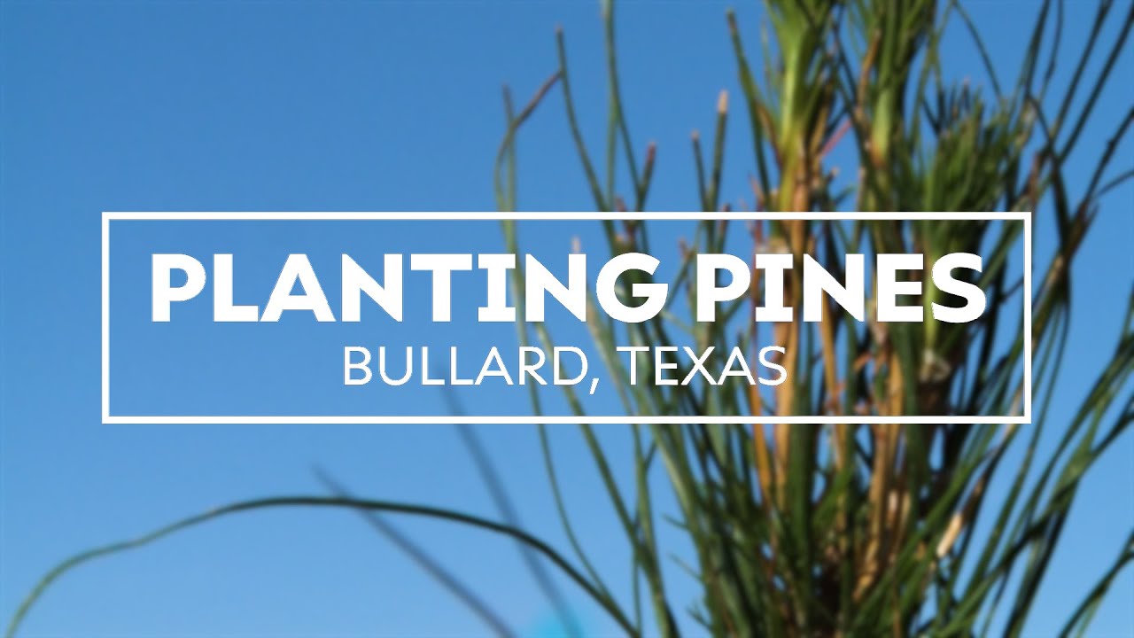 Planting Pines Youtube Planting Pines Youtube