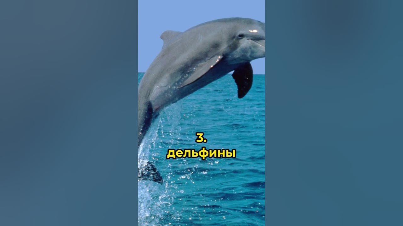 Самое умное животное! | Список самых умных животных. #подпишись #shorts ...