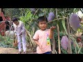 Sreypov Life Show: Seyhak and mommy pick purple mango for our recipes / Family food cooking
