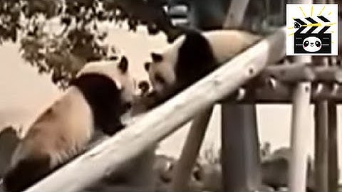 Pandas playing on slide: the panda bear is an adorable, funny animal.