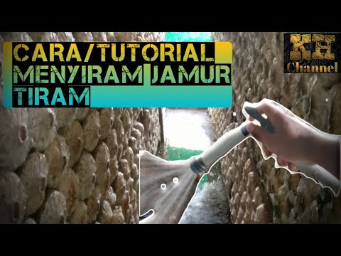 Video: Cara Membersihkan Jamur: Si Rambut Merah, Porcini, Russula, Cendawan, Jamur, Chanterelles, Jamur Tiram Dan Lain-lain