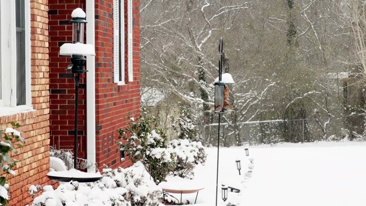 2026 01 31 SnowBirds