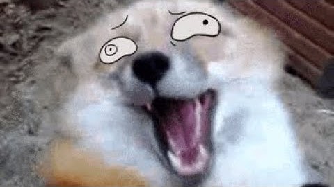 Foxes with animated eyes