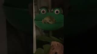 JOIN MAP IN DESC
Idk if I told y’all this but I got a frog lmao
OKAY BUT SERIOUSLY JOIN THIS MAP MADE BY CAT, IT INCLUDES ONE OF MY FAVORITE SONGS AND IS A TIME MACHINE MAP WHICH IS VERY POGGERS
Map call: https://youtu.be/8xXH5hokJVk JOIN MAP IN DESC