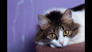 Cats are connoisseurs of comfort by ArmaCats 17 views 3 years ago 5 minutes, 34 seconds