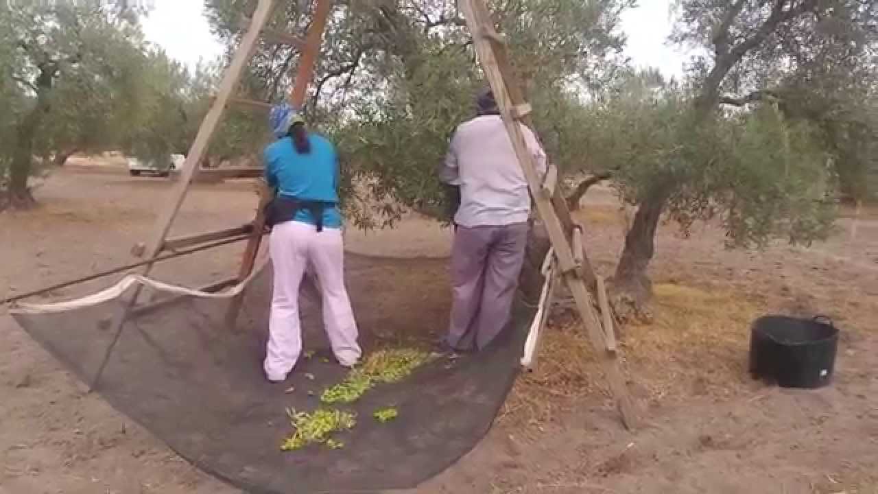 Verdeo 2015/ Arahal Información