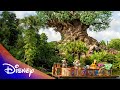 Disney&#39;s Animal Kingdom Fact Video | Disney