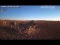 NamibiaCam: Zebras - 13 Dec 2021