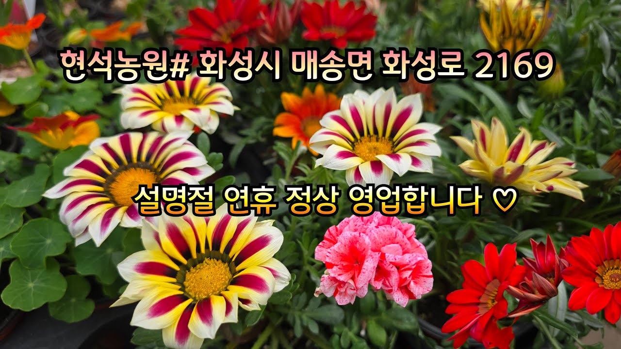 현석농원#설명절 연휴 정상영업#화성시 매송면 화성로 2169# 복주머니#수국#더블캄파눌라#가자니아#솔채#청화국#아네모네#애니시다#난종류#등...
