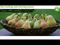 Harvesting And Storing Pears After Picking Harvesting And Storing Pears After Picking