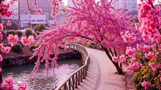 видео: лечебная музыка для сердца и сосудов 🌸 успокаивает нервную систему и радует душу, Нежная музыка #1 картинка: лечебная музыка для сердца и сосудов 🌸 успокаивает нервную систему и радует душу, Нежная музыка #1