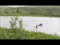 Alaska - Bear Chasing Moose - Denali National Park