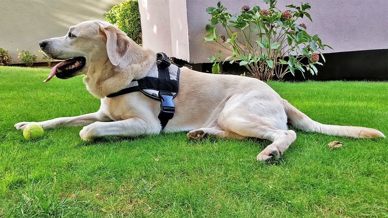 KÖPEK SAHİPLERİ DİKKAT VETERİNERDEYİZ KENE HASTALIKLARI ERLİŞYA