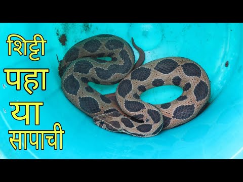 शिट्टी पहा या सापाची नक्कीच. Russell Viper Snake Rescue Pune Nagar Road