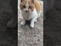 놀래기는 #고양이