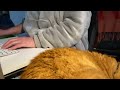 Very real life work with me, chaos and cat