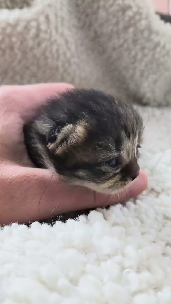 Bébé chaton très mignon ♥️ ♥️ ♥️ ♥️ ♥️ ♥️ ♥️