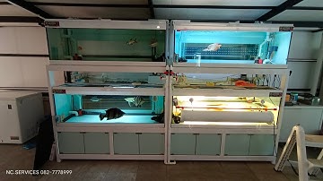 ํYuan บางพลี - ตั้งใจมาหาคุณหยวนชวนคุยเรื่องปลามังกร + งานเปลี่ยนสติกเกอร์ตู้ปลาพร้อมรับบลูเบส Set 1