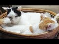 かご猫ライブ 191109