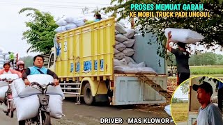 Proses memuat gabah ke Mobil Truck Padi Unggul