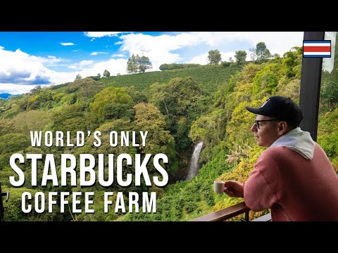 ቪዲዮ: የ Starbucks CAFE ልምዶች ምንድን ናቸው?