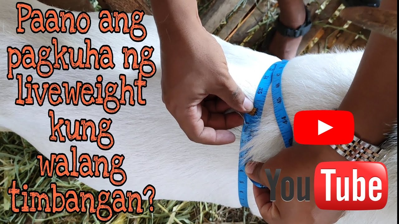 Pagkuha ng Liveweight ng Walang Timbangan | Mandaragat si Kuya MP TV