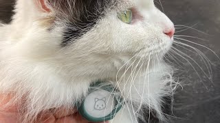 Putting Shiva AirTag from Apple with the silicone cat collars. And searching him inside the house.