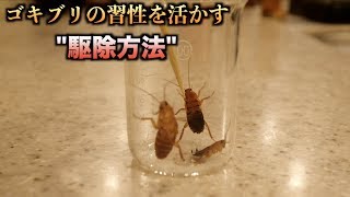 【実験】ゴキブリの習性を利用すれば簡単に駆除できることがわかる動画