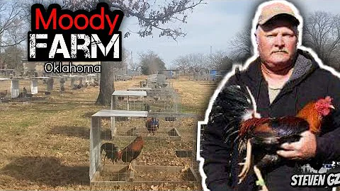 Visita a Moody Gamefarm Gallos muy Finos!