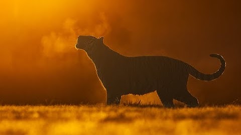 Wild Cats Decode Human Voices