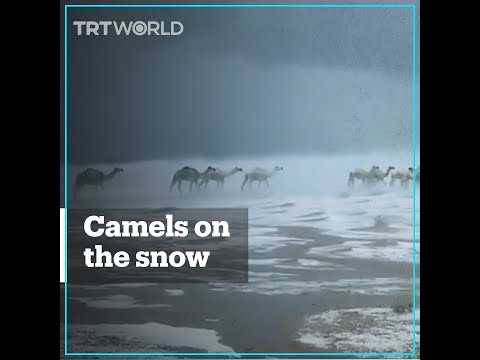 Camels run on snow-covered desert in Saudi Arabia