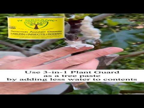 IV Organic® 3-in-1 Plant Guard as a TREE PASTE for GRAFTING WOUNDS