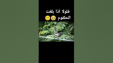 فلولا إذا بلغت الحلقوم  تلاوه خاشعه جدا 🥹❤️