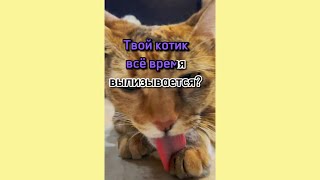 Твой Котик Всё Время Вылизываеться? Отправь Другу У Которого Есть Котик 🐱 #Котики #Кот