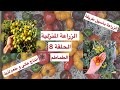 زراعة الطماطم السهلة في البيت