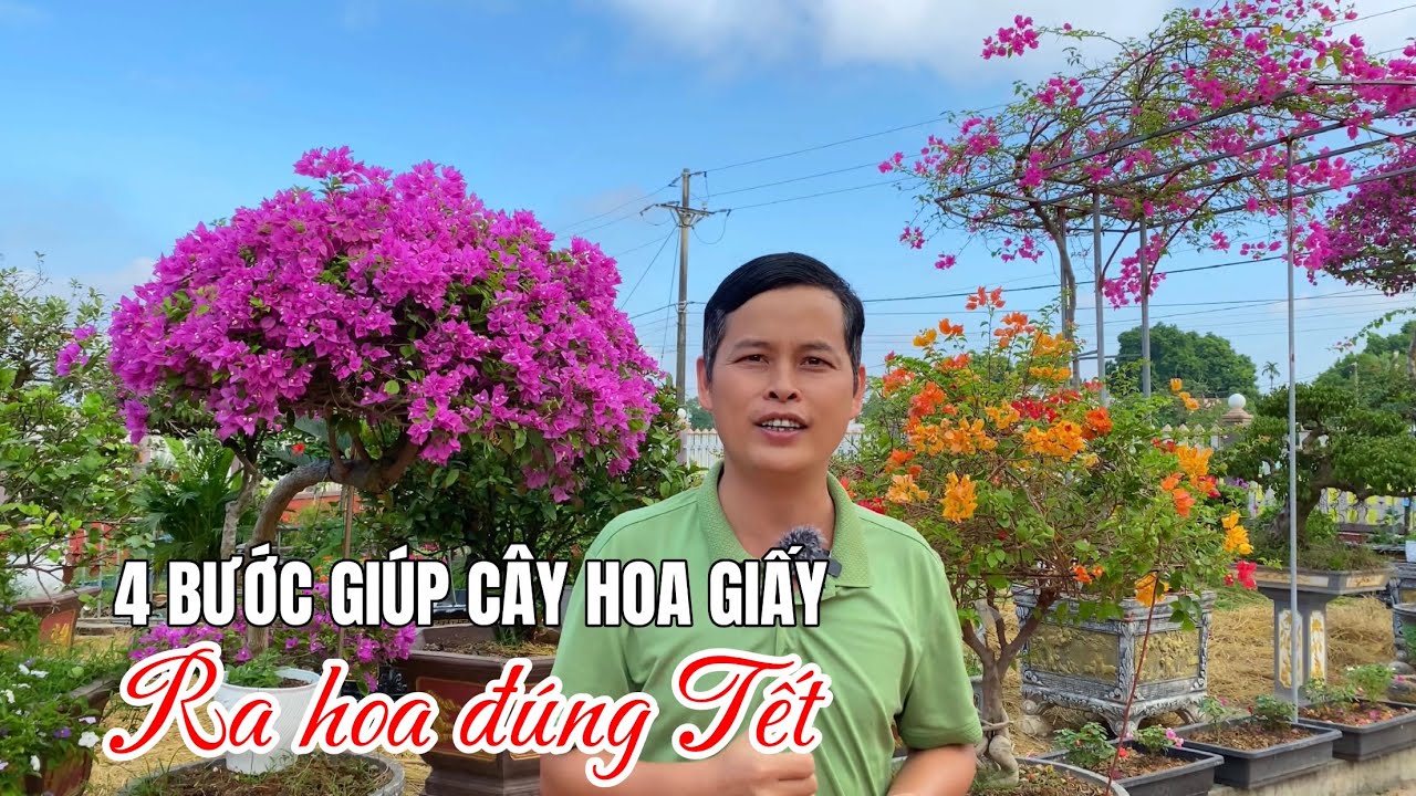 4 Bước xử lý giúp cây Hoa Giấy ra hoa kịp Tết nguyên đán