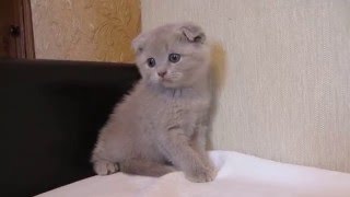 Наши любимые котята №1 Наши любимые котята №1
