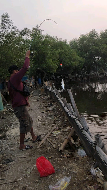 Pemancingan Bandeng Superrr! Murah Meriah..!! 👍| Kamal Muara #strike #mancing #fishing