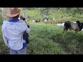 ARRENDEI UM NOVO CERCADO E PASSEI O GADO PRA LÁ + VACINANDO OS CAVALOS + MOSTRANDO O PASTO