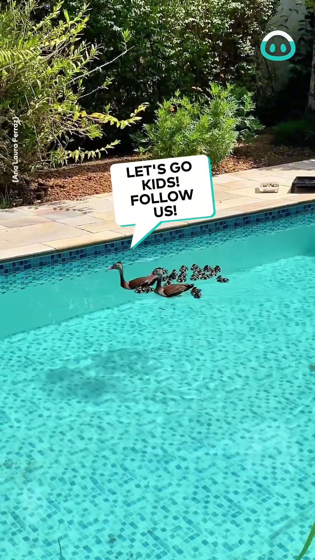 Duck Family Go Swimming || ViralHog