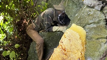 Tổ Ong Lớn Tràn Hang Sau 2năm Bỏ Quên Quay Lại Và Cái Kết | Ong Rừng Đông Bắc