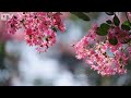 Đám Cưới Như Mơ || Nhạc Remix Hot TikTok || LTV Media Music